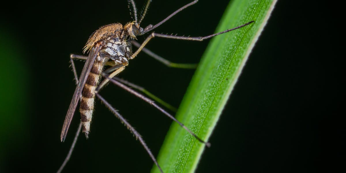 mosquiteiro área externa