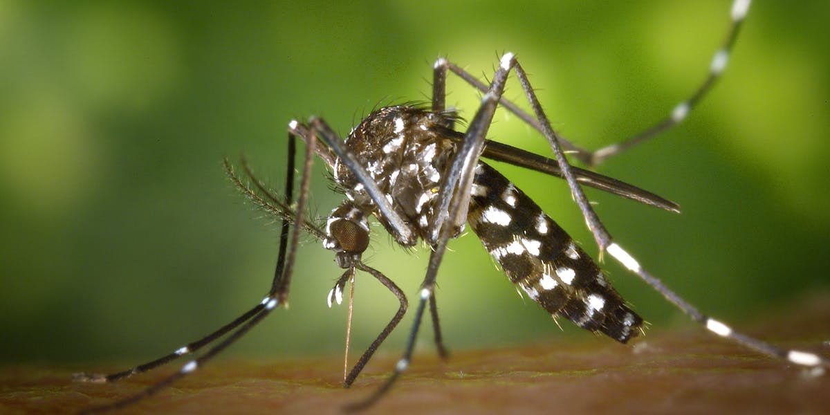 mosquiteiro no verão
