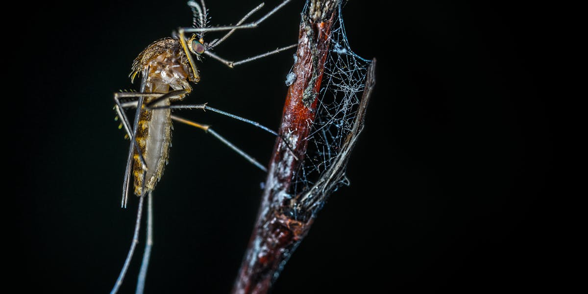 mosquiteiro para trilha