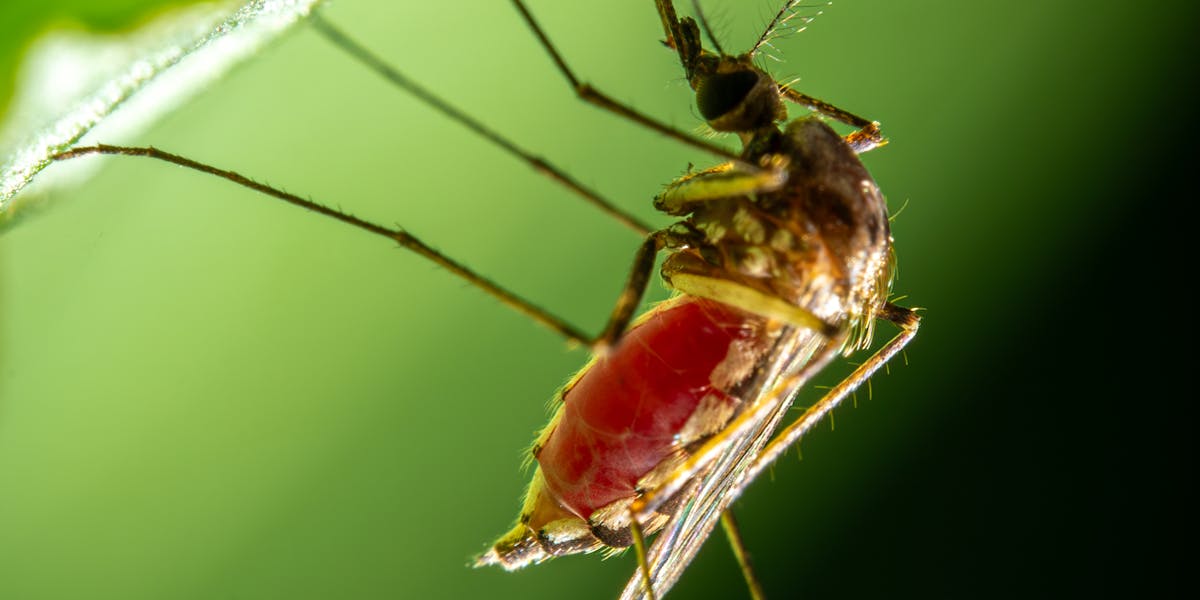mosquiteiro ecológico