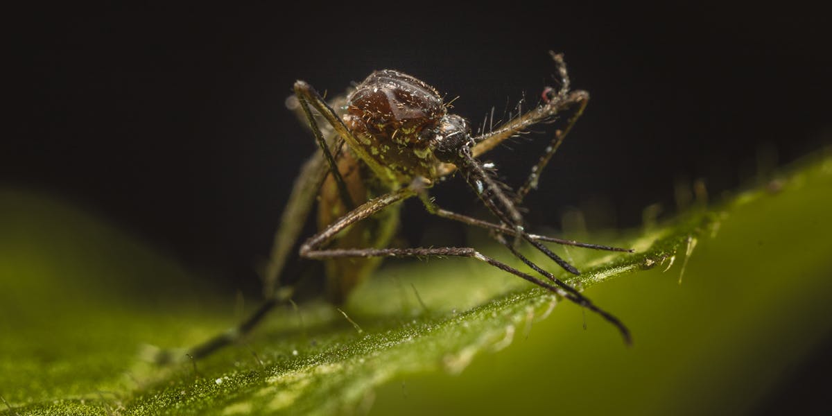 mosquiteiro surto de dengue