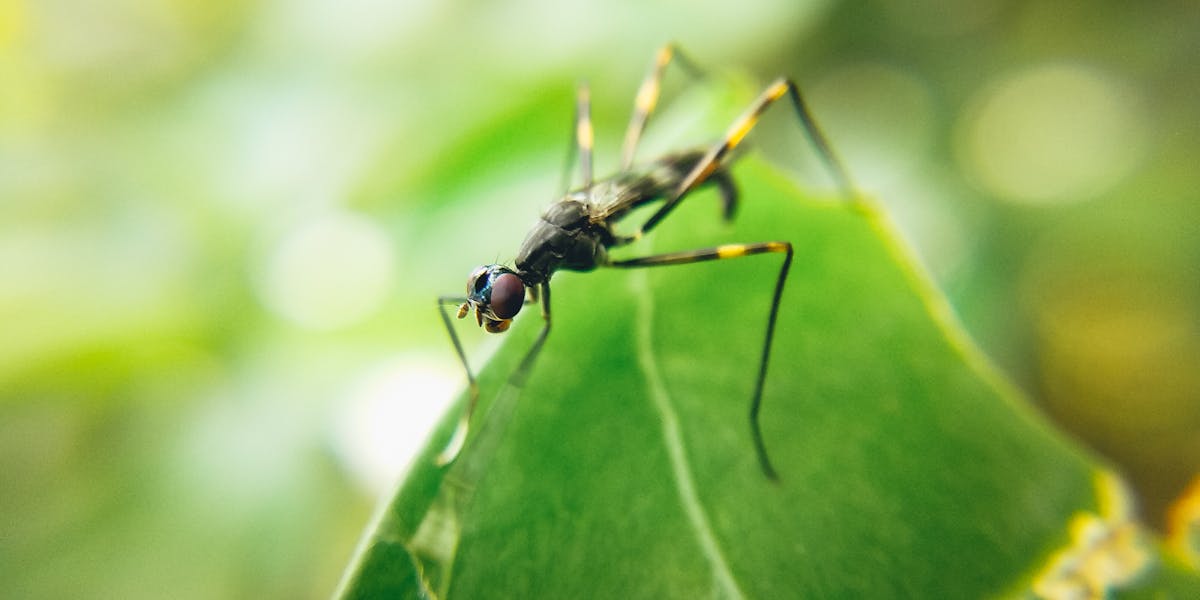 mosquiteiro verão tropical