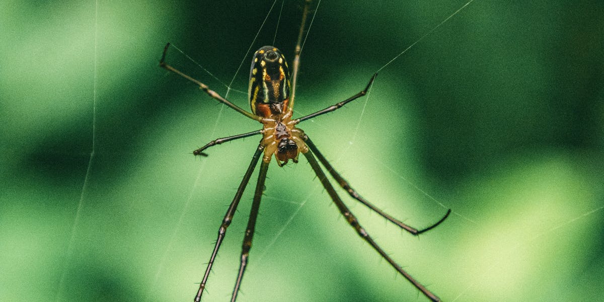 mosquiteiro em regiões quentes